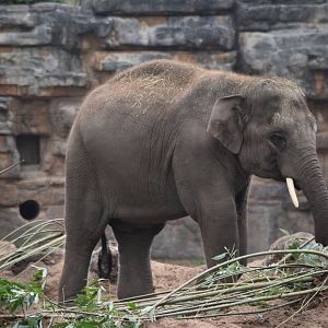 Asian elephant (Anjan)