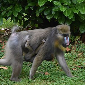 Mandrill with young