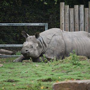 Indian rhino