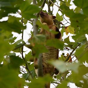 Ornate tree-kangaroo
