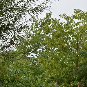 Spot the tree-kangaroo!