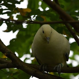 Pied imperial pigeon
