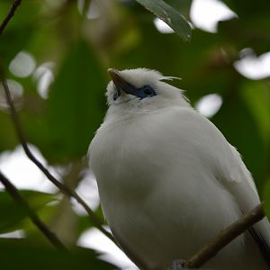 Bali myna