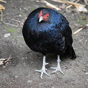 Sumatran pheasant