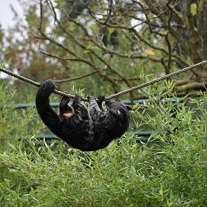 Palawan binturong
