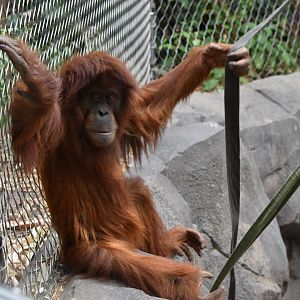 Sumatran orangutan