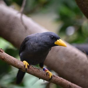 Grosbeak myna