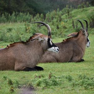 Roan antelopes