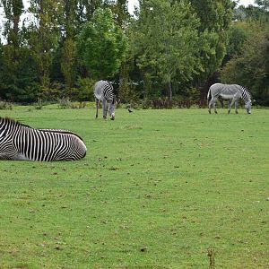Grévy's zebras