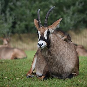 Roan antelope