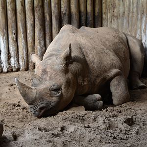Eastern black rhinoceros