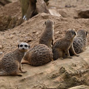 Meerkats