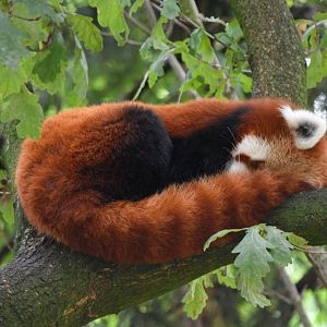 Nepalese red panda