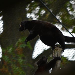 Black lemurs