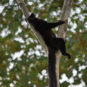 Black lemur
