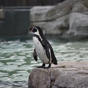 Humboldt penguin