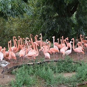 American flamingos