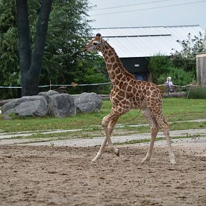 Rothschild's giraffe calf (Stanley)