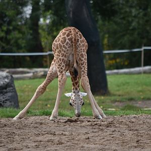 Rothschild's giraffe calf (Stanley)