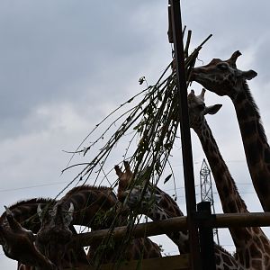 Rothschild's giraffe herd feeding