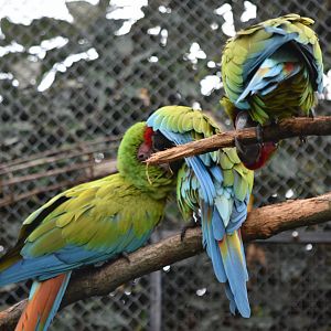 Great green macaws
