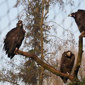 Cinereous vultures (Aegypius monachus), 2021-12-22
