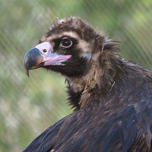 Cinereous vulture (Aegypius monachus), 2021-12-22