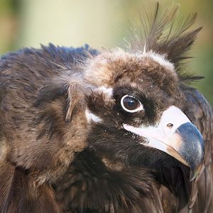 Cinereous vulture (Aegypius monachus), 2021-12-22