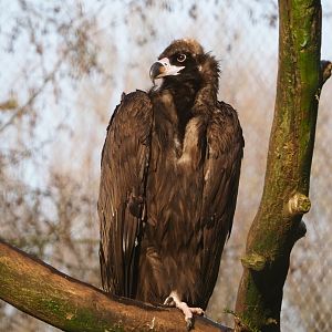 Cinereous vulture (Aegypius monachus), 2021-12-22
