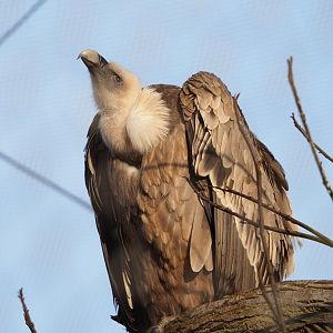 Western eurasian griffon vulture (Gyps fulvus fulvus), 2021-12-22