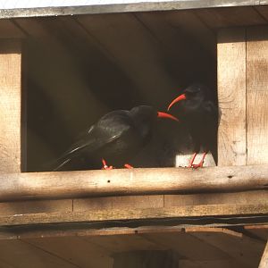 Red-billed choughs (Pyrrhocorax pyrrhocorax), 2021-12-22