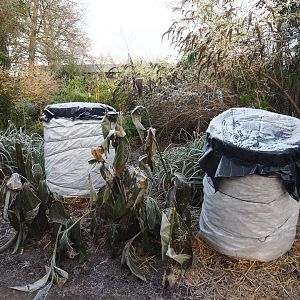 Banana plants wrapped up for winter, 2021-12-22