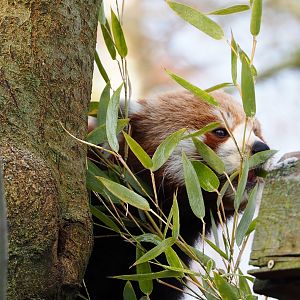 Nepalese red panda (Ailurus fulgens), 2021-12-22