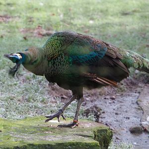 Green peafowl (Pavo muticus), shaking head, 2021-12-22