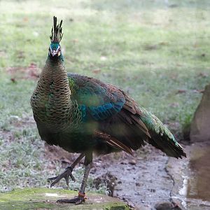 Green peafowl (Pavo muticus), 2021-12-22