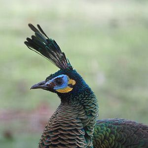 Green peafowl (Pavo muticus), 2021-12-22