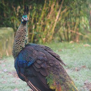 Green peafowl (Pavo muticus), 2021-12-22