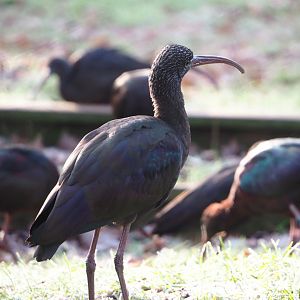 Glossy ibis (Plegadis falcinellus), 2021-12-22