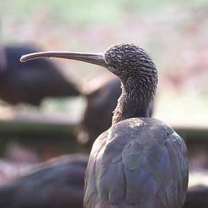 Glossy ibis (Plegadis falcinellus), 2021-12-22