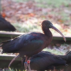 Glossy ibis (Plegadis falcinellus), 2021-12-22