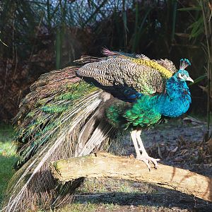 Blue peafowl (Pavo cristatus), 2021-12-22