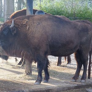 Wisent (Bison bonasus), 2021-12-22