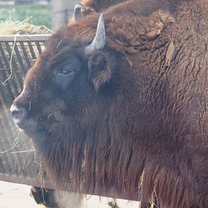 Wisent (Bison bonasus), 2021-12-22