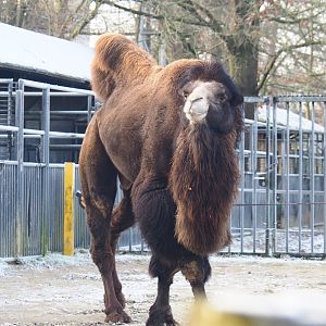 Bactrian camel (Camelus bactrianus), 2021-12-22