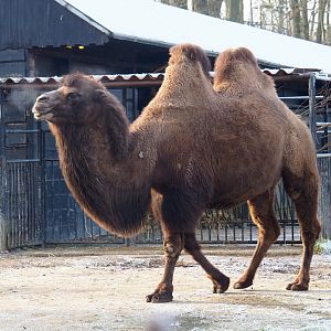 Bactrian camel (Camelus bactrianus), 2021-12-22