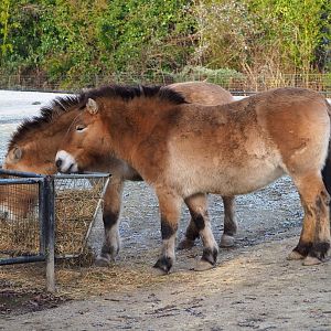 Przewalski's horses (Equus ferus przewalskii), 2021-12-22