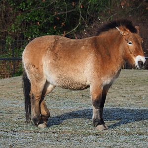 Przewalski's horse (Equus ferus przewalskii), 2021-12-22