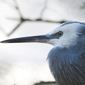 White-faced Heron (Egretta novaehollandiae), 2021-12-22