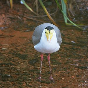 Masked lapwing (Vanellus miles), 2021-12-22
