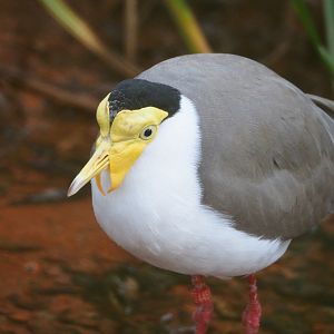 Masked lapwing (Vanellus miles), 2021-12-22